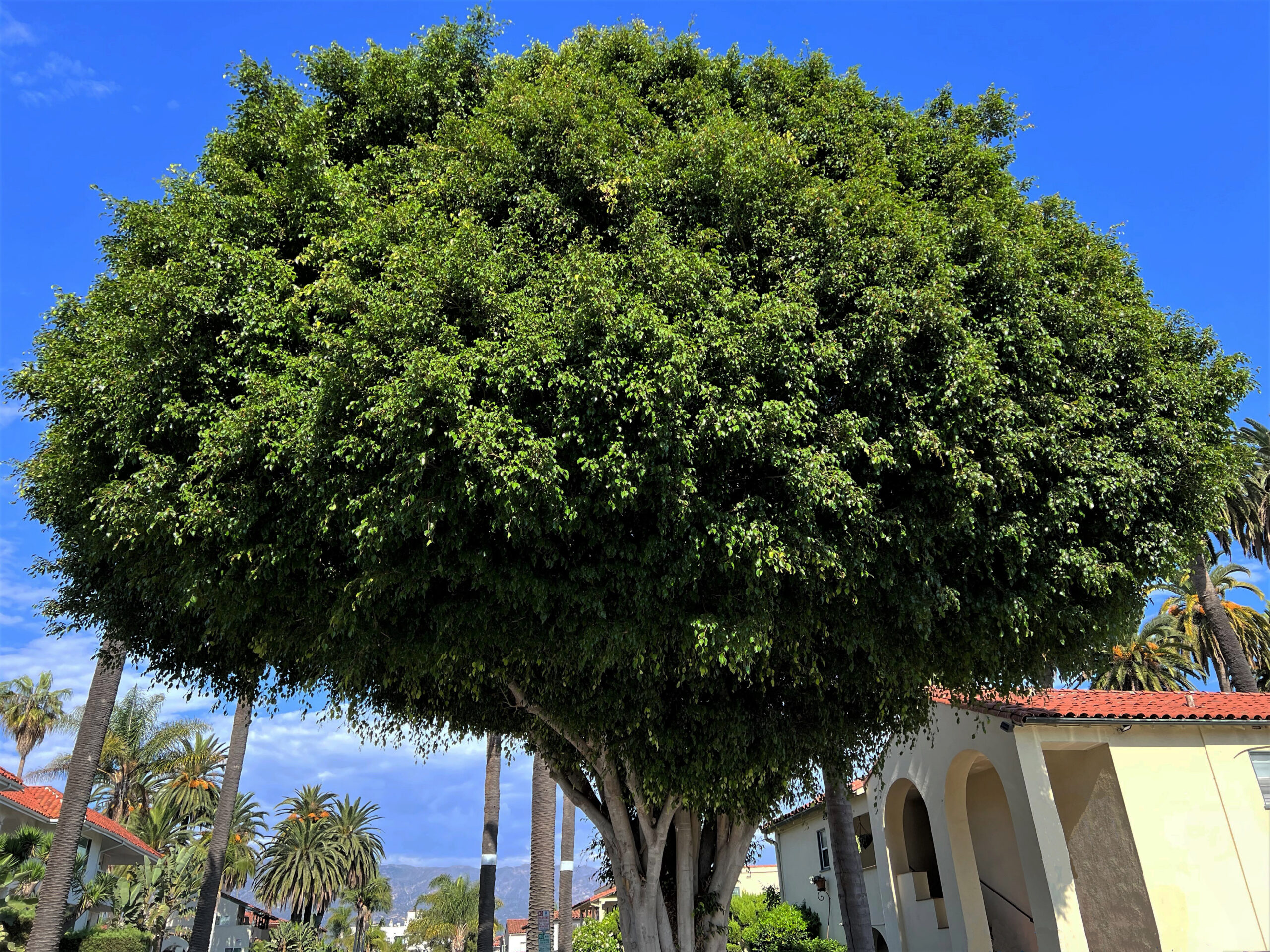 Ficus Weeping Fig Tree