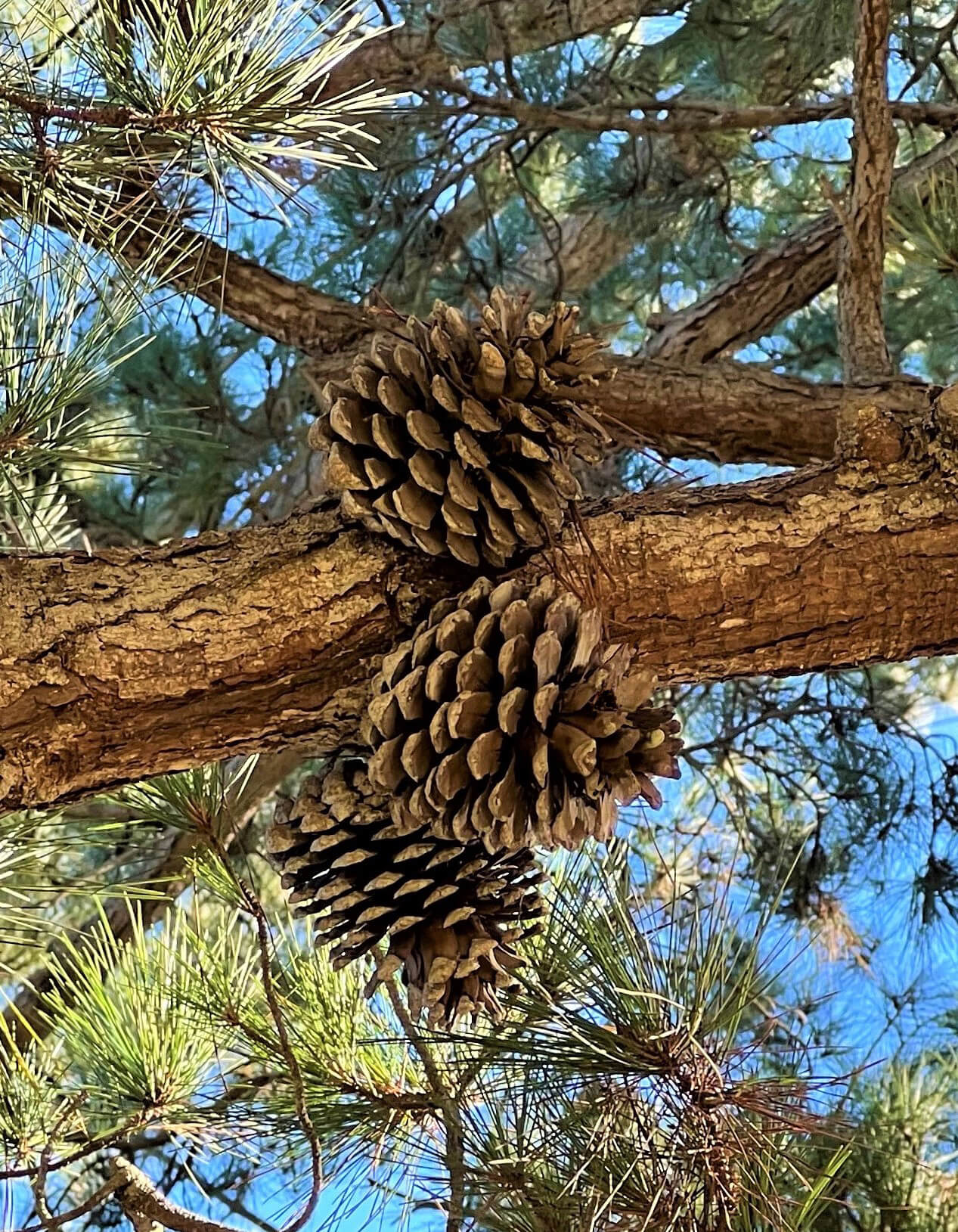 Monterey Pine Tree - Pine Cones