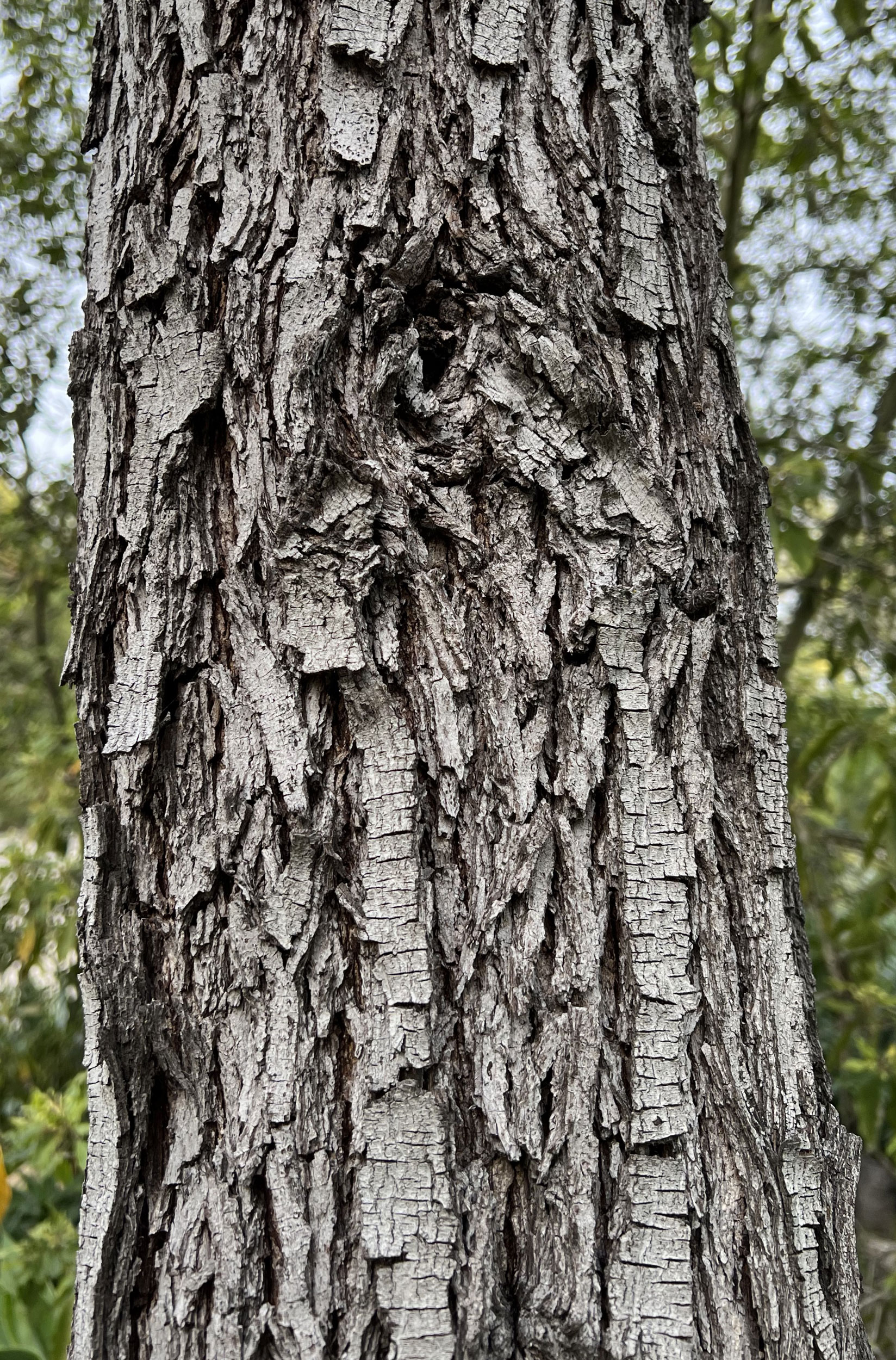Black Acacia Tree - Bark