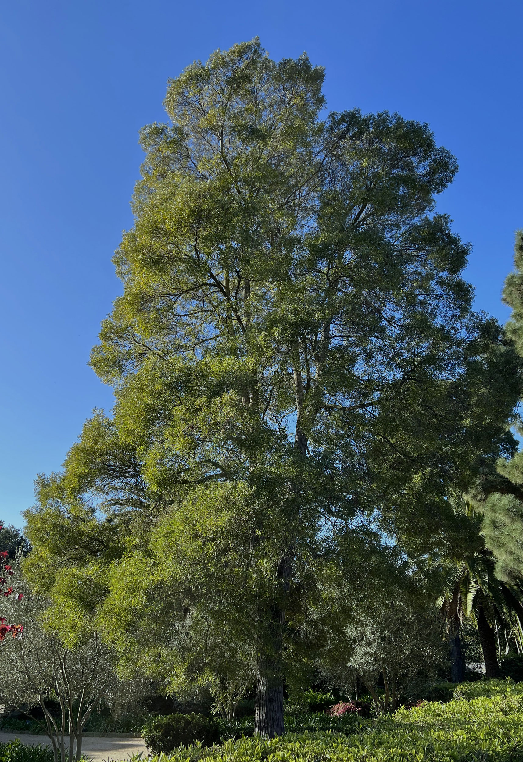 Black Acacia Tree