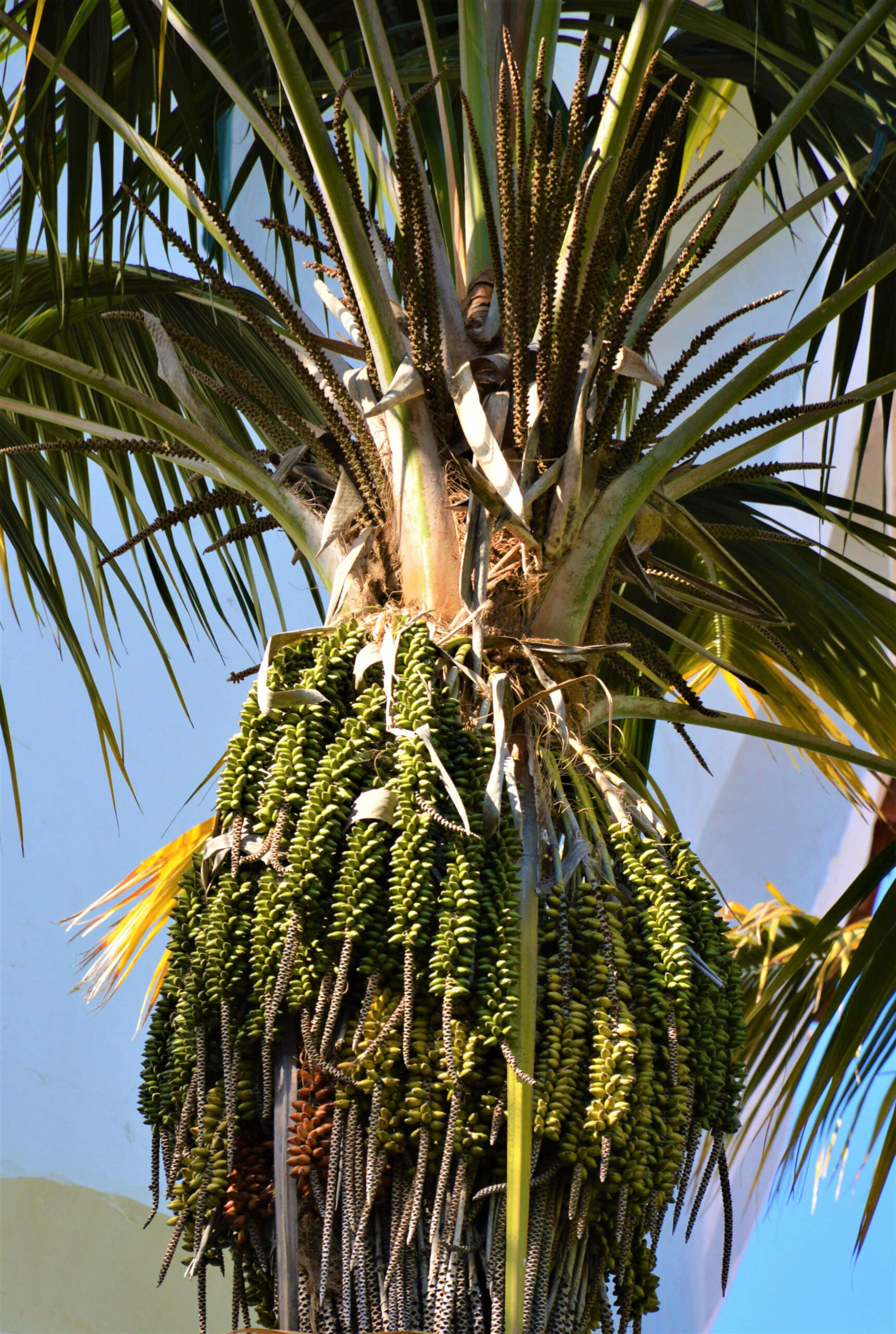 Kentia Palm - Fruit & FlowersKentia Palm - Fruit & Flowers