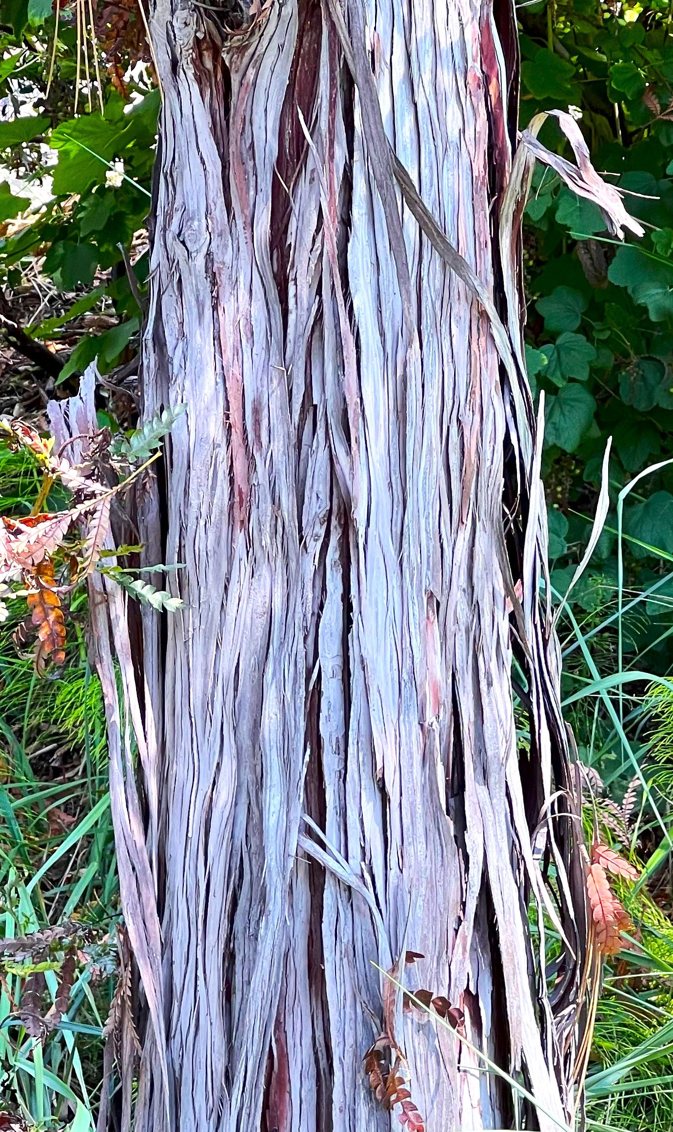 Santa Cruz Island Ironwood: Lyonothamnus floribundus ssp Santa Cruz Island Ironwood: Lyonothamnus floribundus ssp
