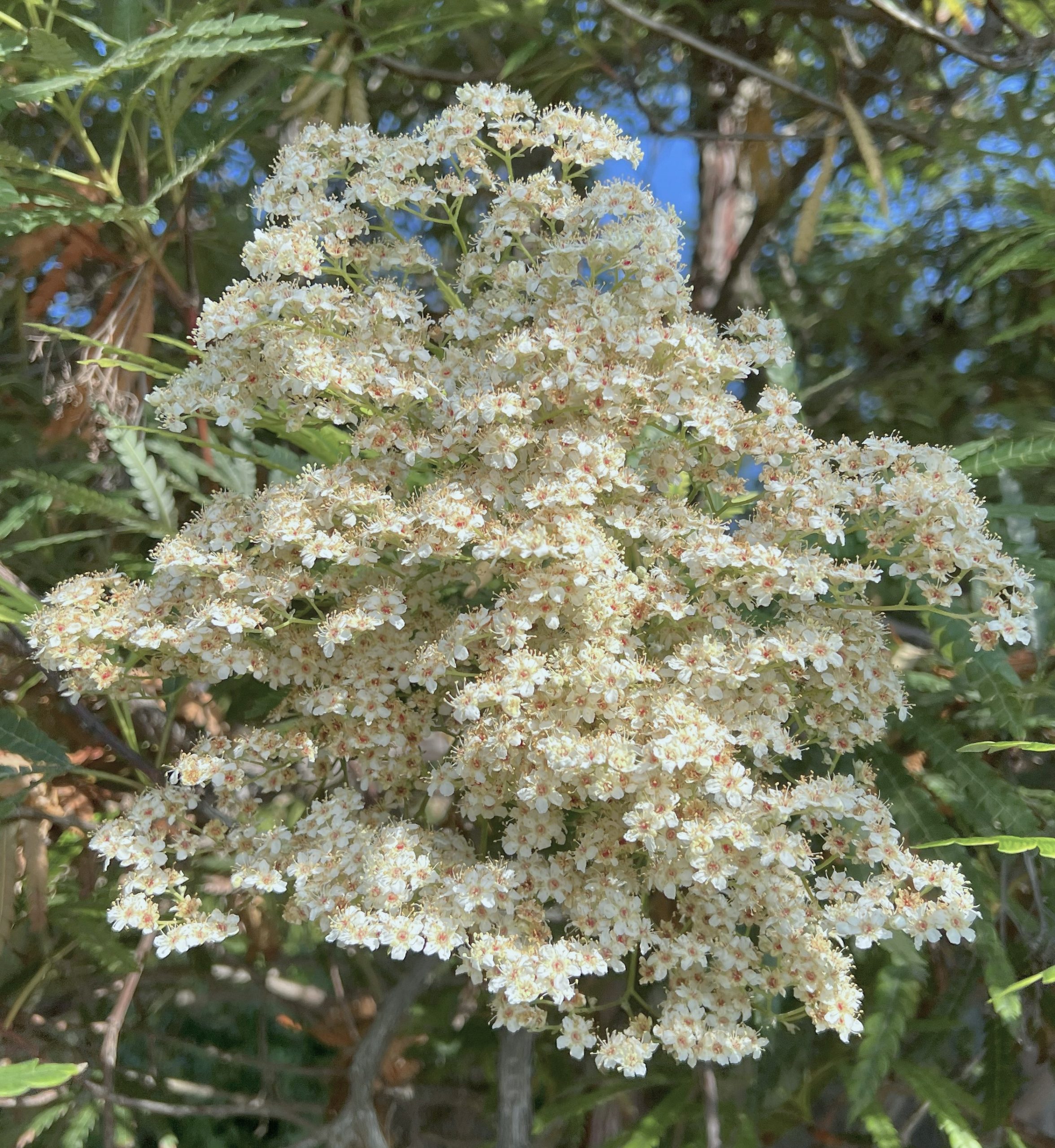 Santa Cruz Island Ironwood Lyonothamnus floribundus ssp