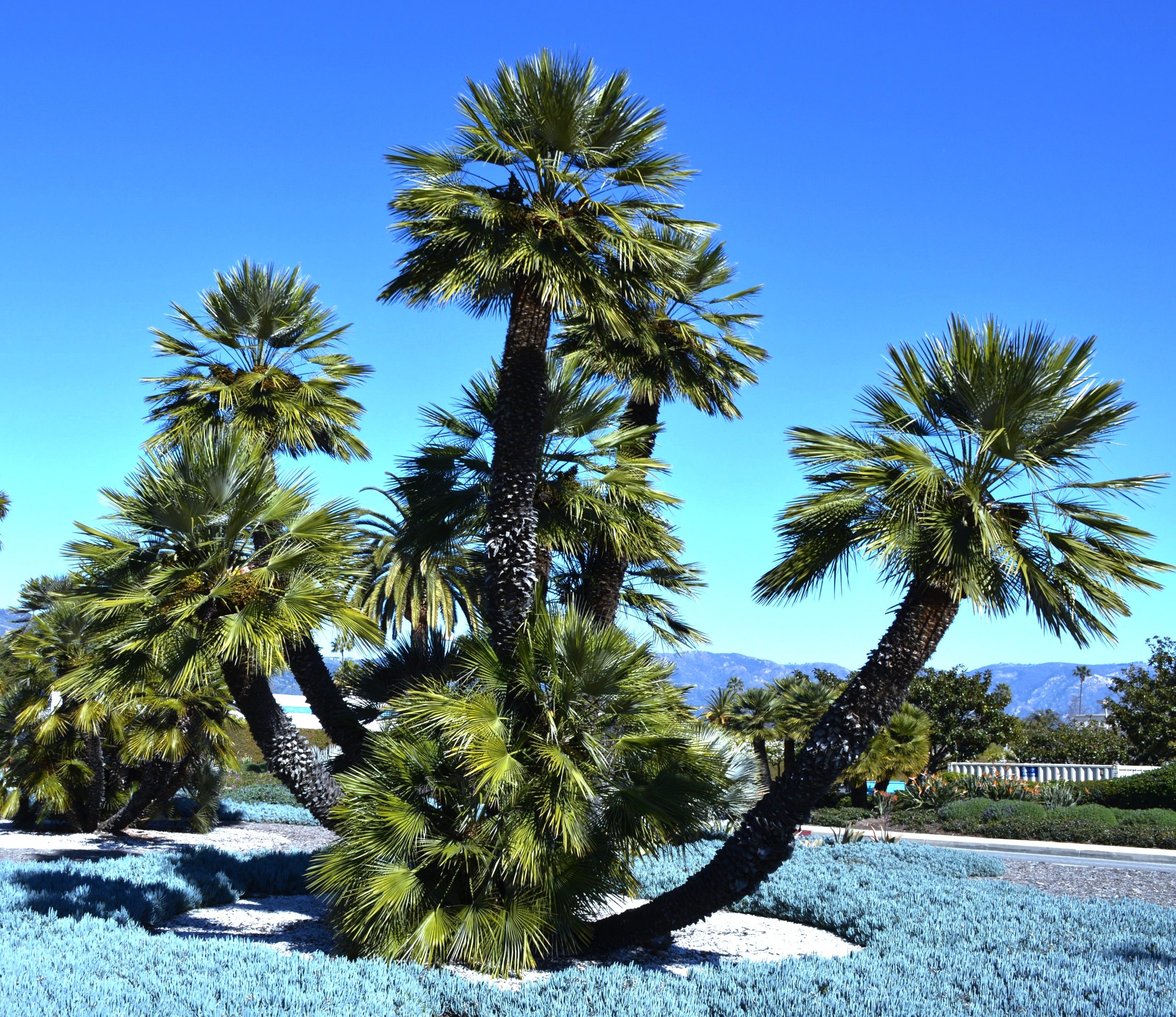 Mediterranean Fan Palm ~ Chamaerops humilis: November 2023 – Santa ...