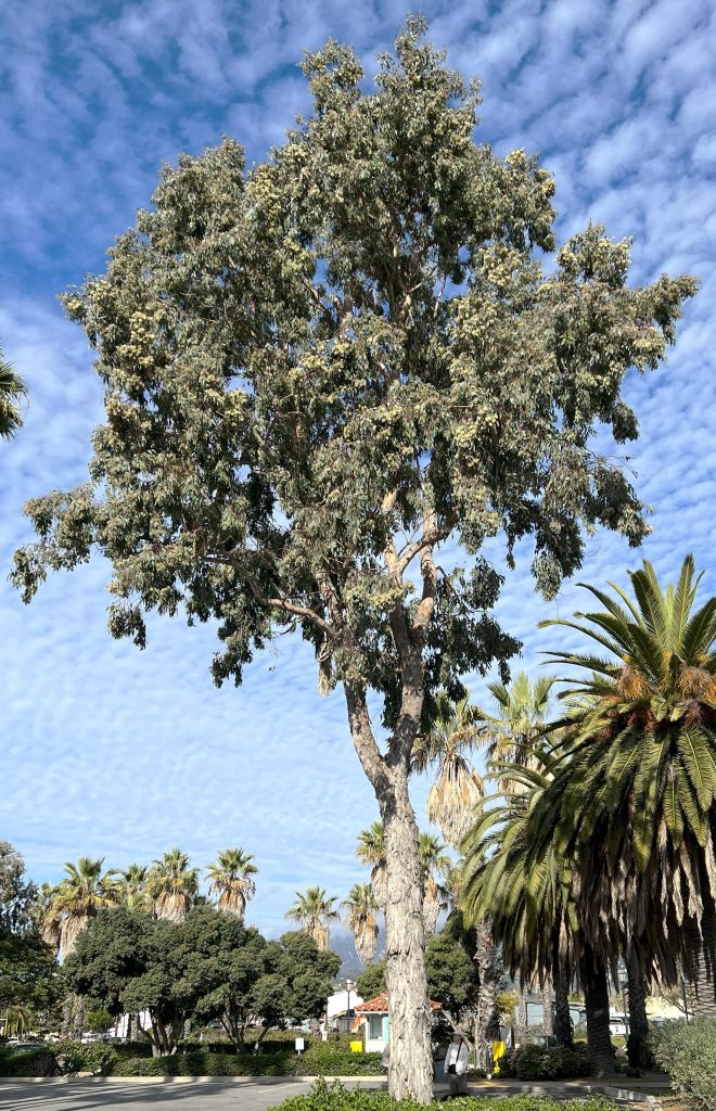 Silver Dollar Gum - Eucalyptus polyanthemos - January 2024 – Santa ...