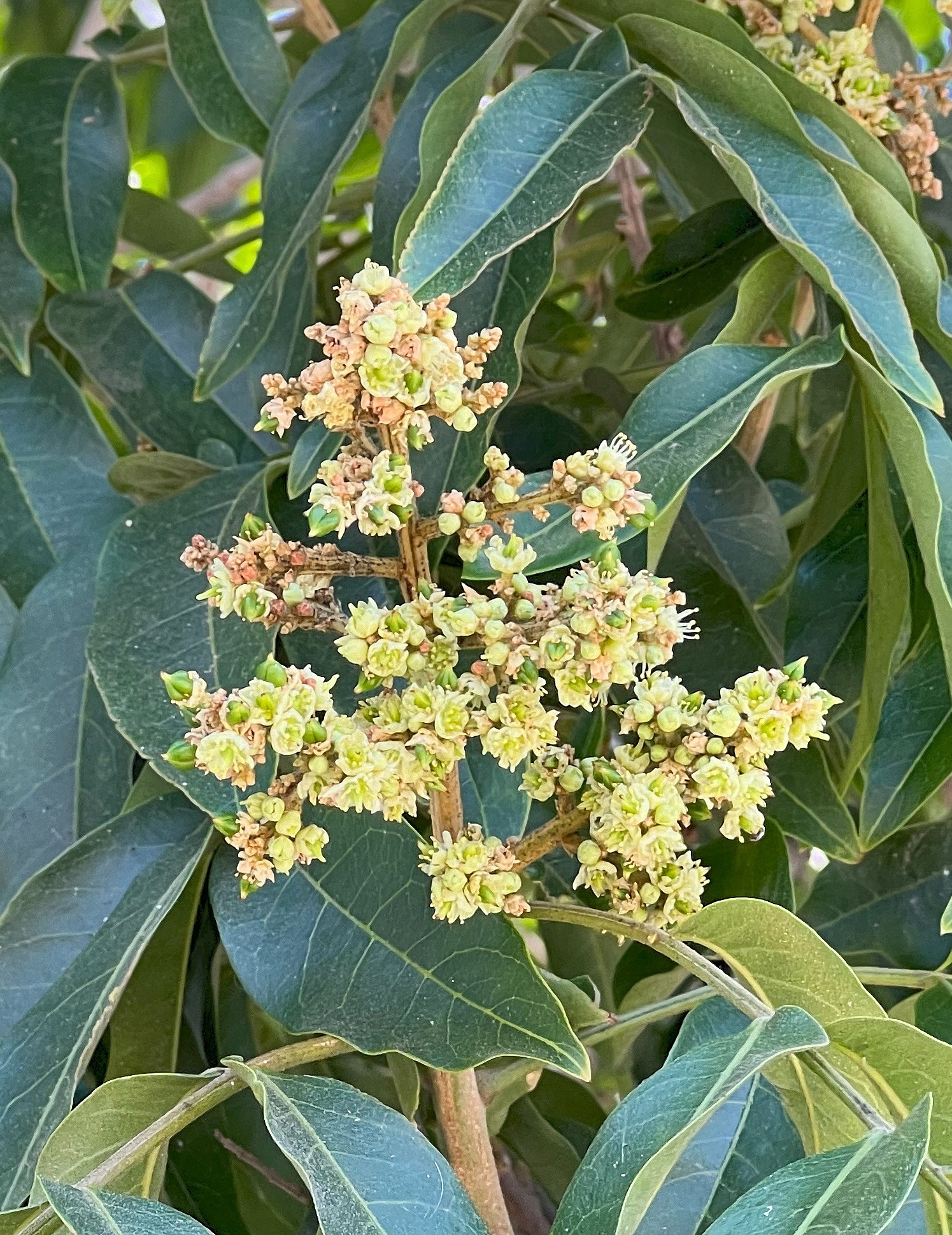 Soapberry Tree - Sapindus saponaria - August 2024 – Santa Barbara Beautiful