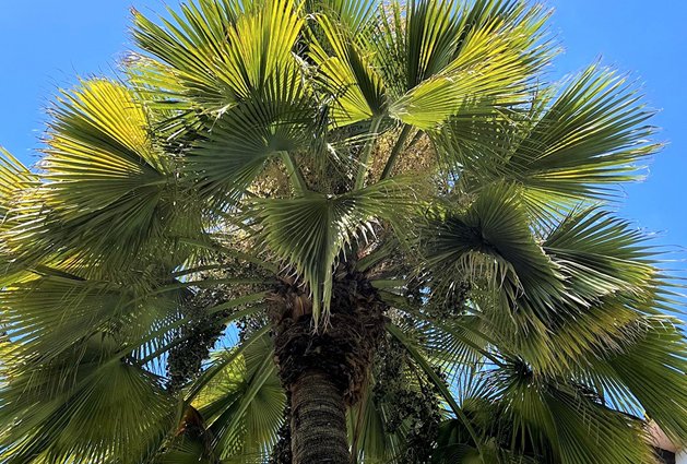 2 Tree Programs - Tree of the Month