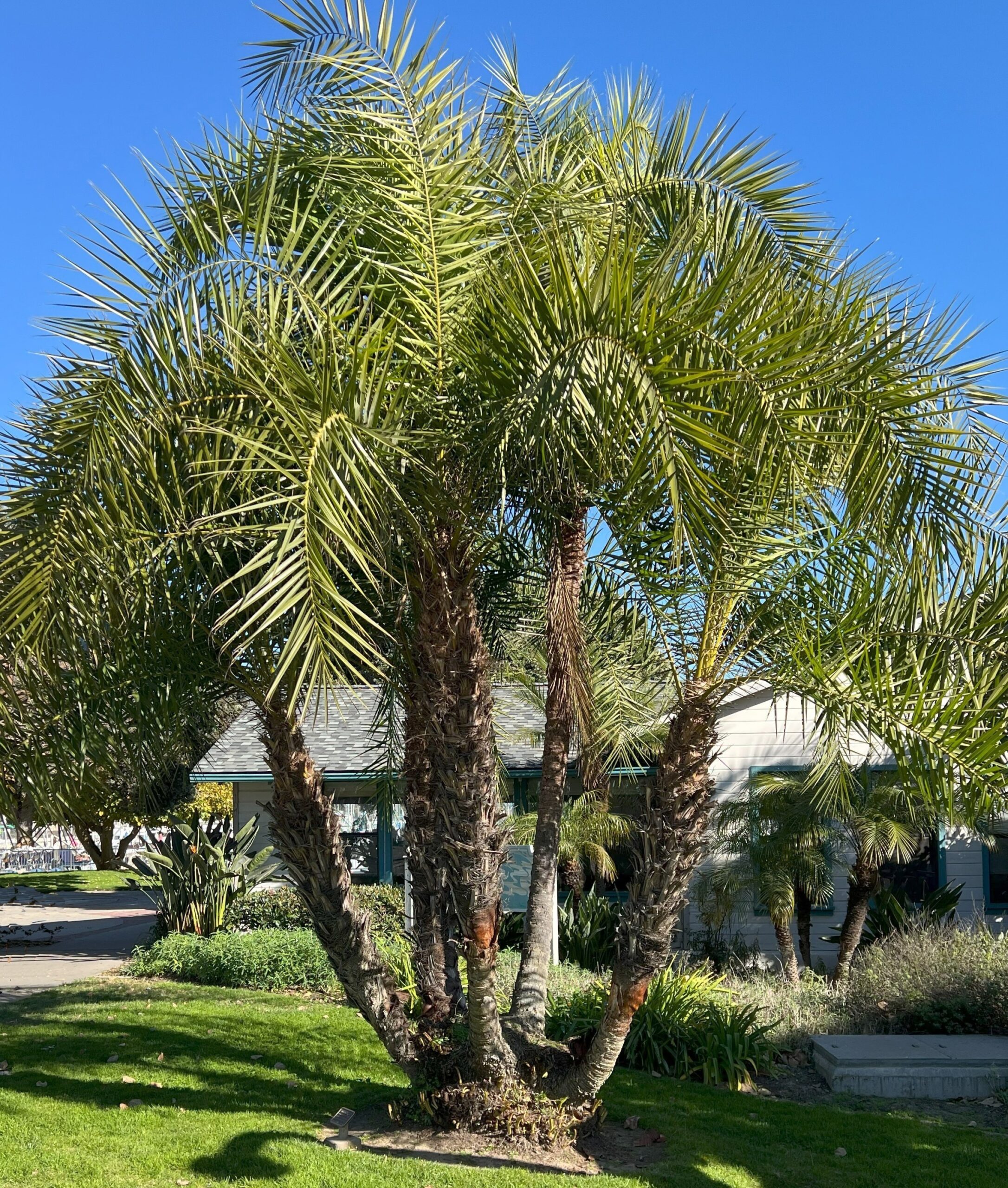 Senegal Date Palm Phoenix Reclinata June 2025 Santa Barbara Beautiful
