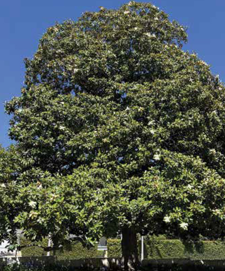 Southern-Magnolia-tree