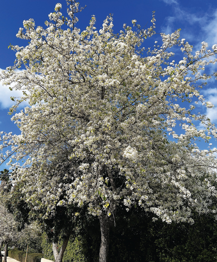 Evergreen-Pear Evergreen-Pear