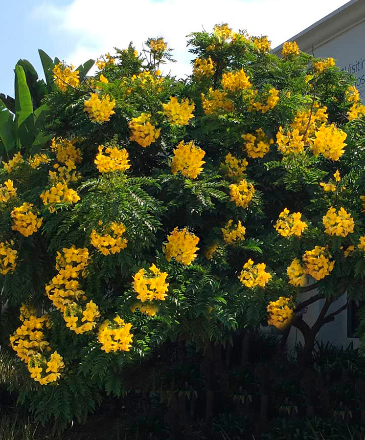 Gold Medallion tree Gold Medallion tree