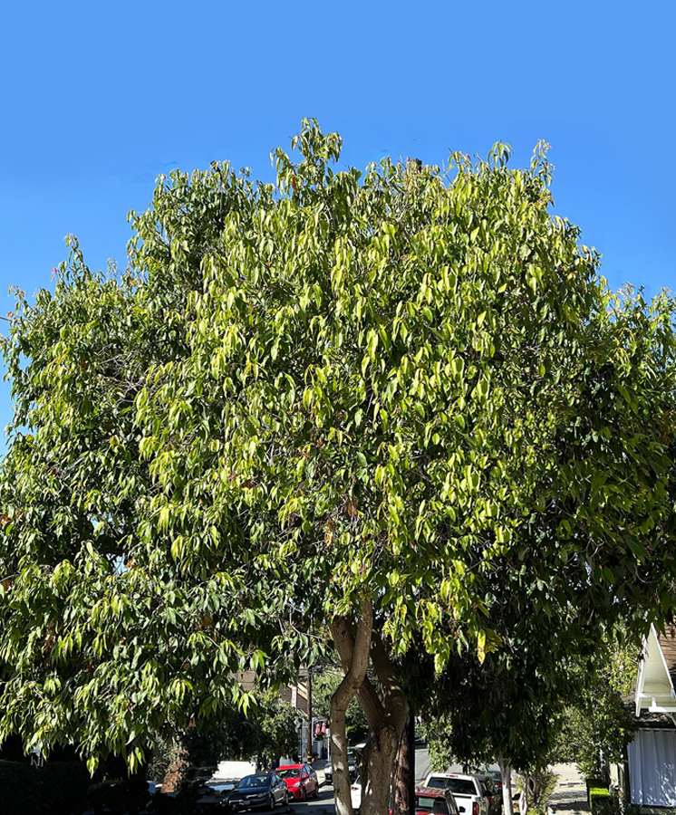 Himalayan Maple tree