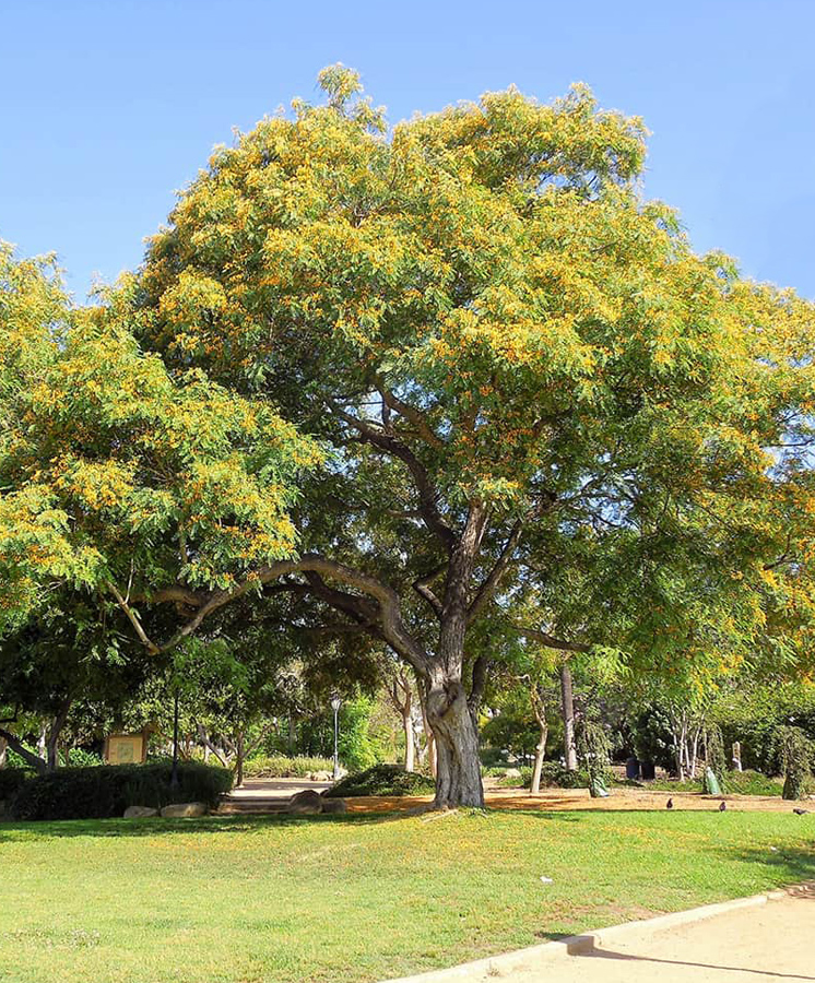 1 Tipu Tree