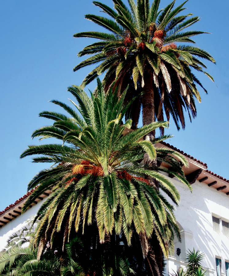 Canary Island Date Palm tree